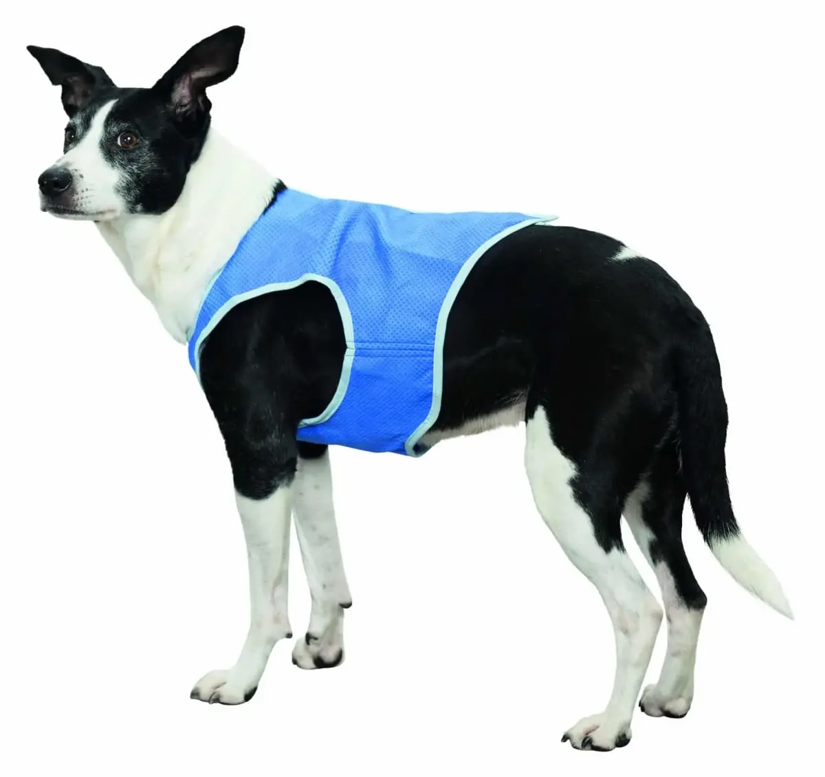 Koera jahutusvest Trixie Cooling Vest, PVA, S: 25 cm